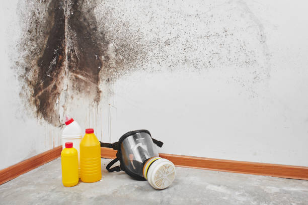 Best Home Mold Removal  in Belmont, MS