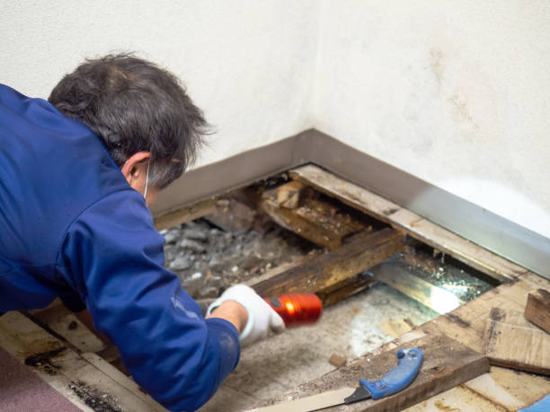 Best Affordable Mold Removal  in Belmont, MS