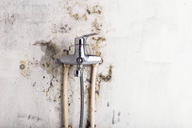 Best Affordable Mold Removal  in Belmont, MS