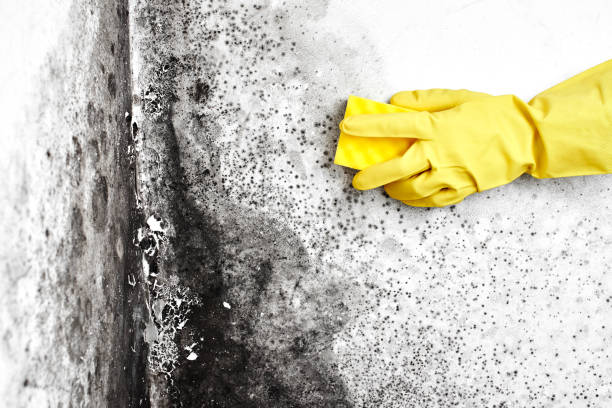 Best Professional Mold Removal  in Belmont, MS