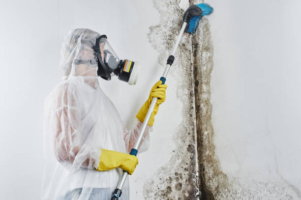 Best Attic Mold Removal  in Belmont, MS