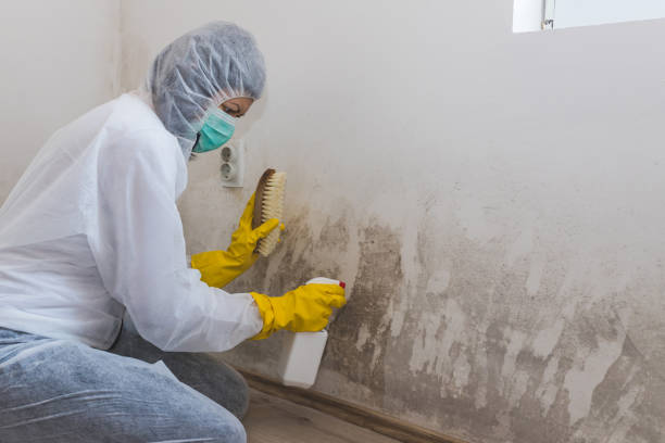 Best Mold Testing  in Belmont, MS