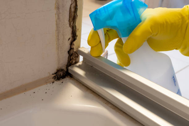Best Mold Remediation  in Belmont, MS