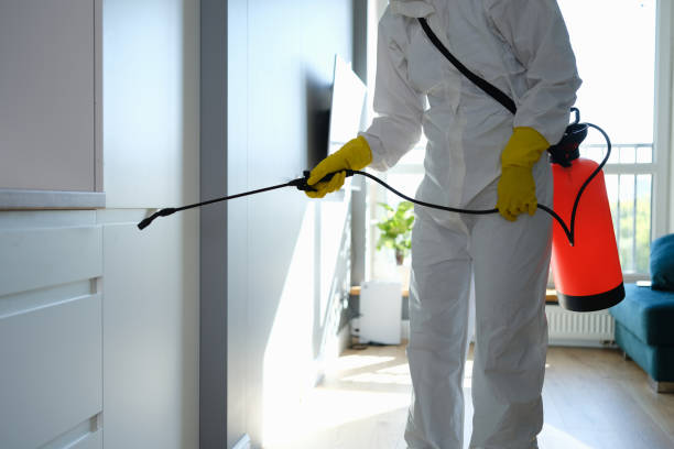 Best Professional Mold Removal  in Belmont, MS