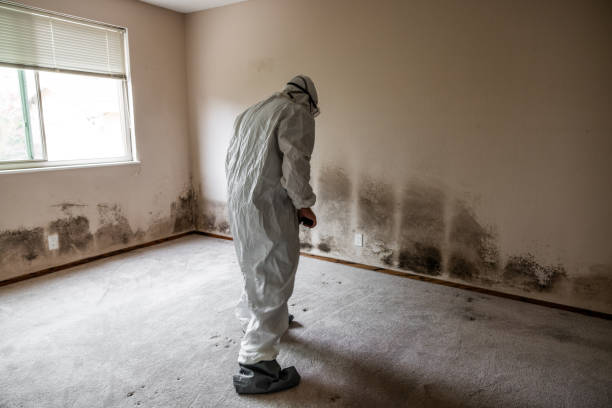 Best Fast Mold Removal  in Belmont, MS