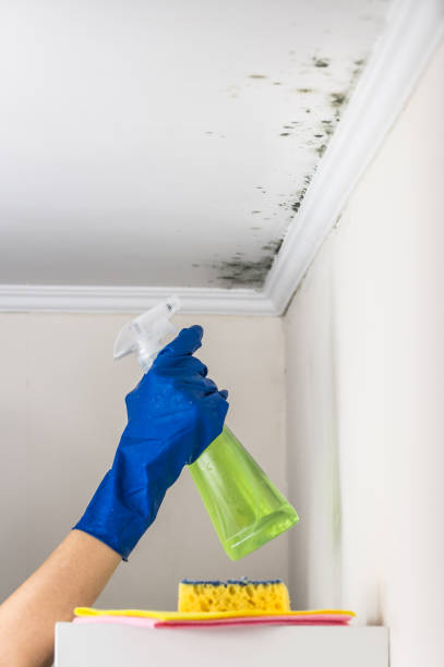 Best Toxic Mold Removal  in Belmont, MS